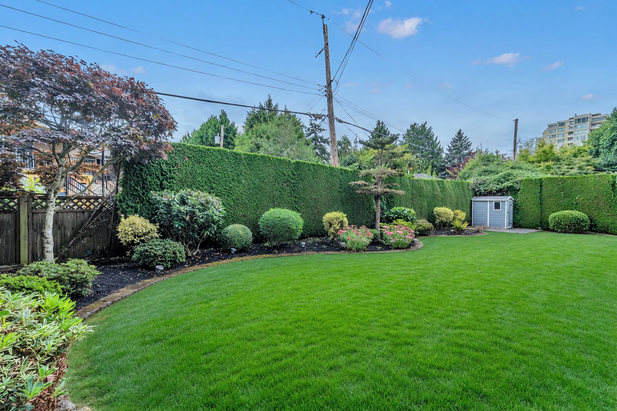 The back garden: a tall cedar hedge, a curved bed of shrubs and a small shed